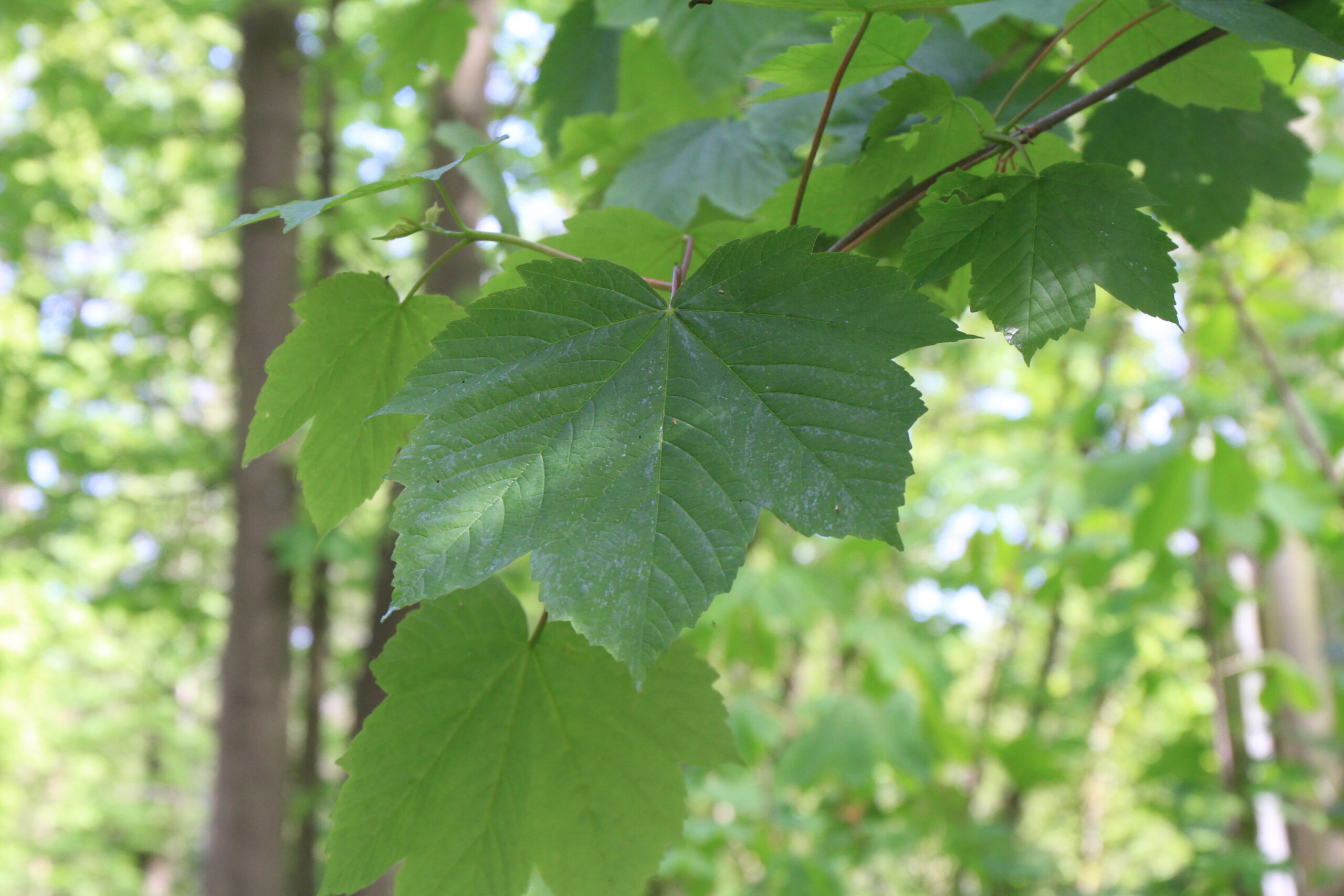 Création d’une coulée verte aux Anciennes Beaudottes